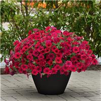 Petunia Hybrida Wave Carmine Velour