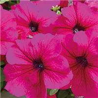Petunia Tango Burgundy