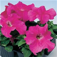 Petunia Tango Pink