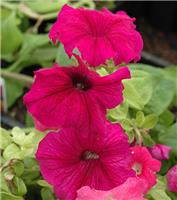 Petunia Ultra Plum