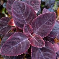 Coleus Mezmerize 'Rusty Red' - Solenostemon Plant