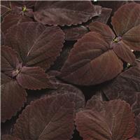 Coleus 'Premium Sun Dark Chocolate' - Solenostemon Plant