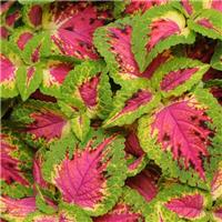 Coleus 'Premium Sun Watermelon' - Solenostemon Plant