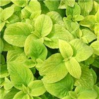 Coleus 'Wizard Golden' - Solenostemon Plant