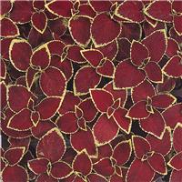 Coleus 'Wizard Scarlet' - Solenostemon Plant