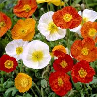 Papaver nudicaule Pulchinella Mixed - Icelandic Poppy