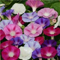 Ipomoea 'Lazy Luxe' Mixture - Morning Glory Climbing Vine