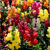 Snapdragon - Antirrhinum majus Grandiflorum Mixture