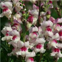 Snapdragon - Antirrhinum majus Lucky Lips