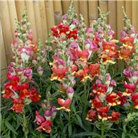 Snapdragon - Antirrhinum majus Rembrandt