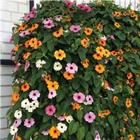 Thunbergia alata Mix - Black-Eyed Susan Vine