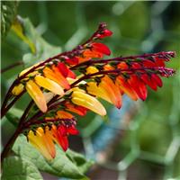 Ipomoea lobata 'Jungle Queen' - Mina lobata 'Spanish Flag'