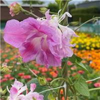 Ipomoea Tutu - Morning Glory Climbing Vine
