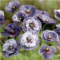 Poppy Plant 'Amazing Grey' - Papaver rhoeas