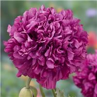 Poppy Plant 'Purple Peony' - Papaver somniferum var. paeoniiflorum - Peony Flowered Poppy