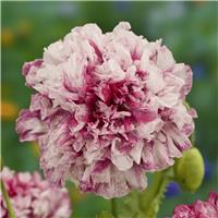 Poppy Plant 'Flemish Antique Peony' - Papaver somniferum var. paeoniiflorum - Peony Flowered Poppy