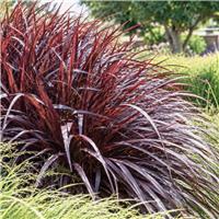 Cordyline Festival Burgundy