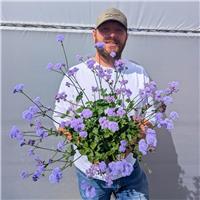 Ageratum 'Monarchs Magic' - In Bud & Bloom