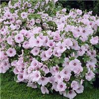 Lavatera trimestris Pink Regis - In Bud & Bloom