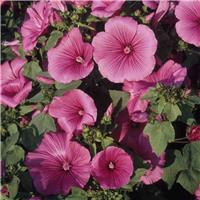 Lavatera trimestris Ruby Regis - In Bud & Bloom