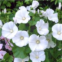Lavatera trimestris Mont Blanc - In Bud & Bloom