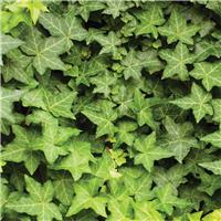 Large Green Trailing Ivy - Hedera Hibernica