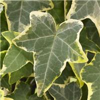 Large Variegated Trailing Ivy - Hedera Hibernica