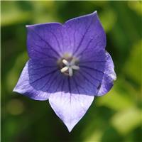 Platycodon 'Miss Tilly Blue' - Balloon Flower - In Bud & Bloom