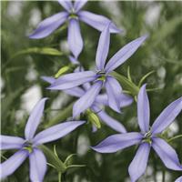 Laurentia Axillaris 'Starshine Blue'