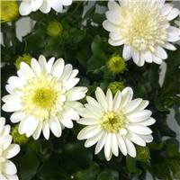Osteospermum Double Enrico - In Bud and Bloom
