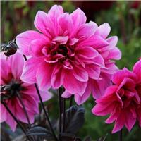 Large 'Dahlia Fascination' - In Bud & Bloom