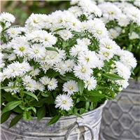 Aster novi-belgii Showmakers Arctic White Michaelmas Daisy - Pack of FOUR Plants - In Bud & Bloom