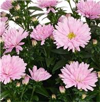 Aster novi-belgii Showmakers Baby Pink Michaelmas Daisy - Pack of FOUR Plants - In Bud & Bloom