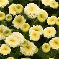 Tanacetum parthenium - Double White Feverfew - Matricaria Chrysanthemum