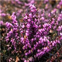 Erica 'Lena Red' - Deep Pink-Red Winter Flowering Heather