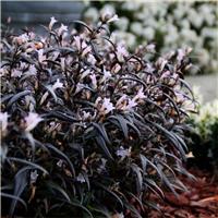 Strobilanthes anisophyllus Brunetti - Persian Shield Plant
