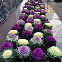Colourful Brassica Cabbage Selection - Pack of THREE Plants