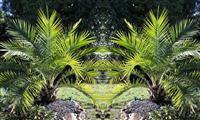 Pair of 3-4ft Canary Island Phoenix Date Palms - Perfect for Patio Planters