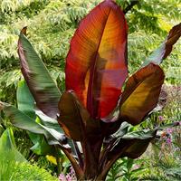 Musa Red Abyssinian Banana - Ensete ventricosum Maurelli