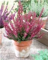 Heather - DEEP PINK Flowering Heather Plants
