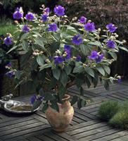 Tibouchina urvilleana - Princess Flower Patio Plant