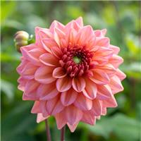 Giant Flowered Dahlia - Salmon Runner - In Bud & Bloom