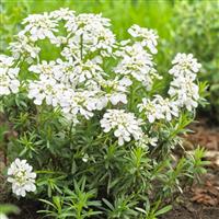 Iberis sempervirens 'Snowcone' - Hardy Candytuft