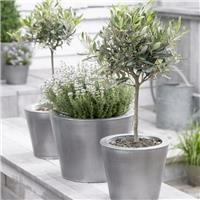 Olea Europa - Patio Olive Tree Standard - circa 100cms tall