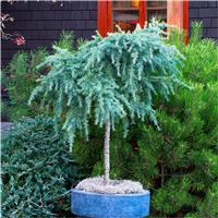 Cedrus Feeling Blue - Standard Tree