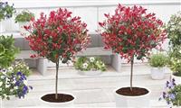 PAIR of Evergreen Photinia Compacta Red Robin Trees - 100cm