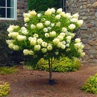 Hydrangea Limelight - 90-120cm (3-4ft) Lollipop Standard Tree