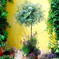 Anti-mosquito Eucalyptus Gum Tree