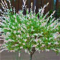 Salix integra 'Hakuro-nishiki' Patio Flamingo Tree - Dappled Willow
