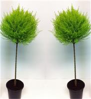 Lemon Scented Evergeen Monterey Cypress Goldcrest Tree Lollipop